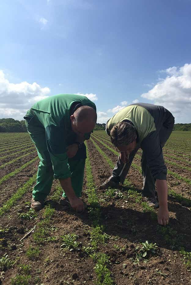 Agence Belle Nouvelle ! Photo de 2 hommes dans un champs ramassant des herbes