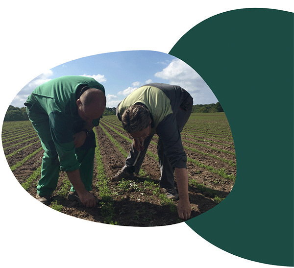 Agence Belle Nouvelle ! Photo de deux hommes penchés ramassant des herbes dans un champs